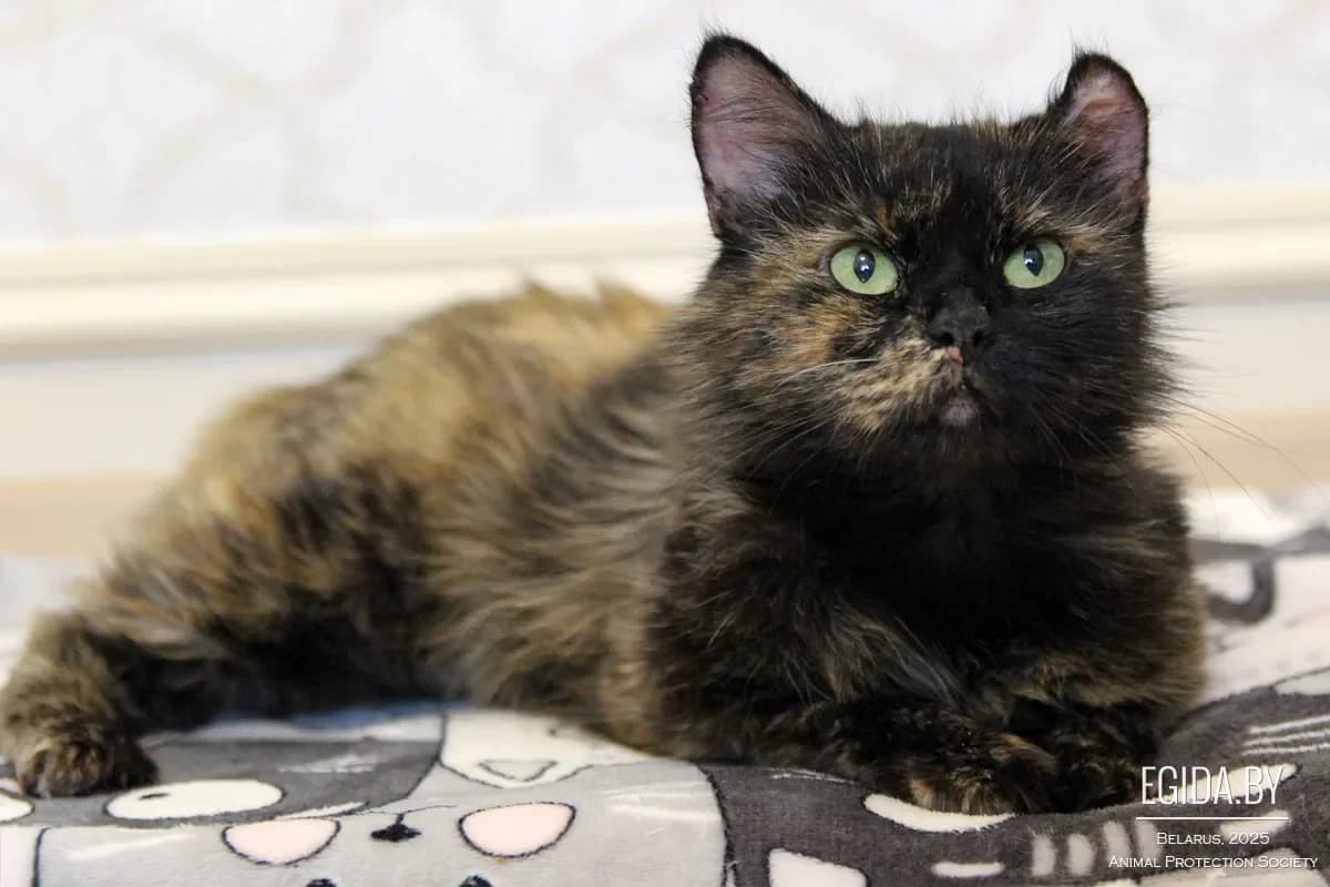 Mishel (Мишель), female young Mixed Breed for adoption at Egida Animal Shelter (Belarus), Minsk