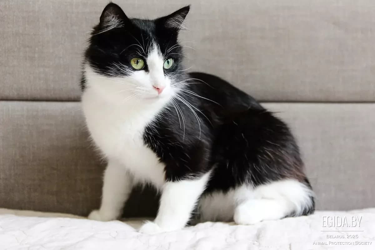 Mirosha (Мироша), male senior Mixed Breed for adoption at Egida Animal Shelter (Belarus), Minsk