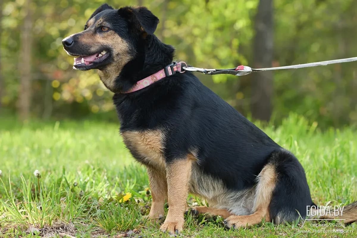 Odri (Одри), female 3yo Mixed Breed for adoption at Egida Animal Shelter (Belarus), Minsk