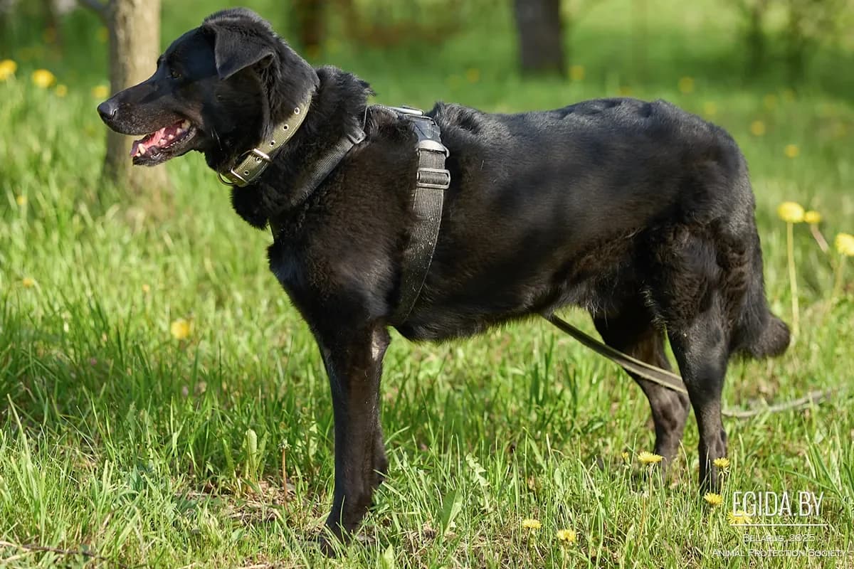 Graf (Граф), male senior Mixed Breed for adoption at Egida Animal Shelter (Belarus), Minsk