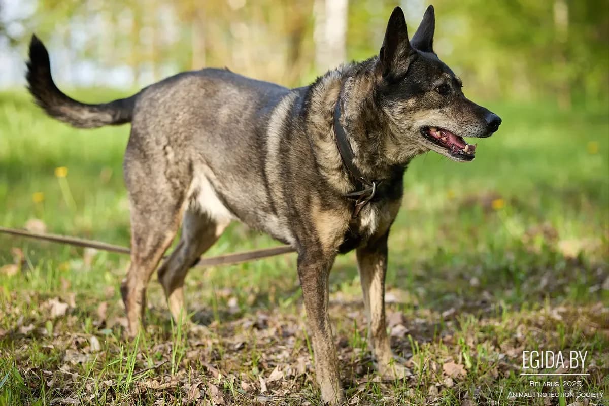 Krispi (Криспи), female senior Mixed Breed for adoption at Egida Animal Shelter (Belarus), Minsk