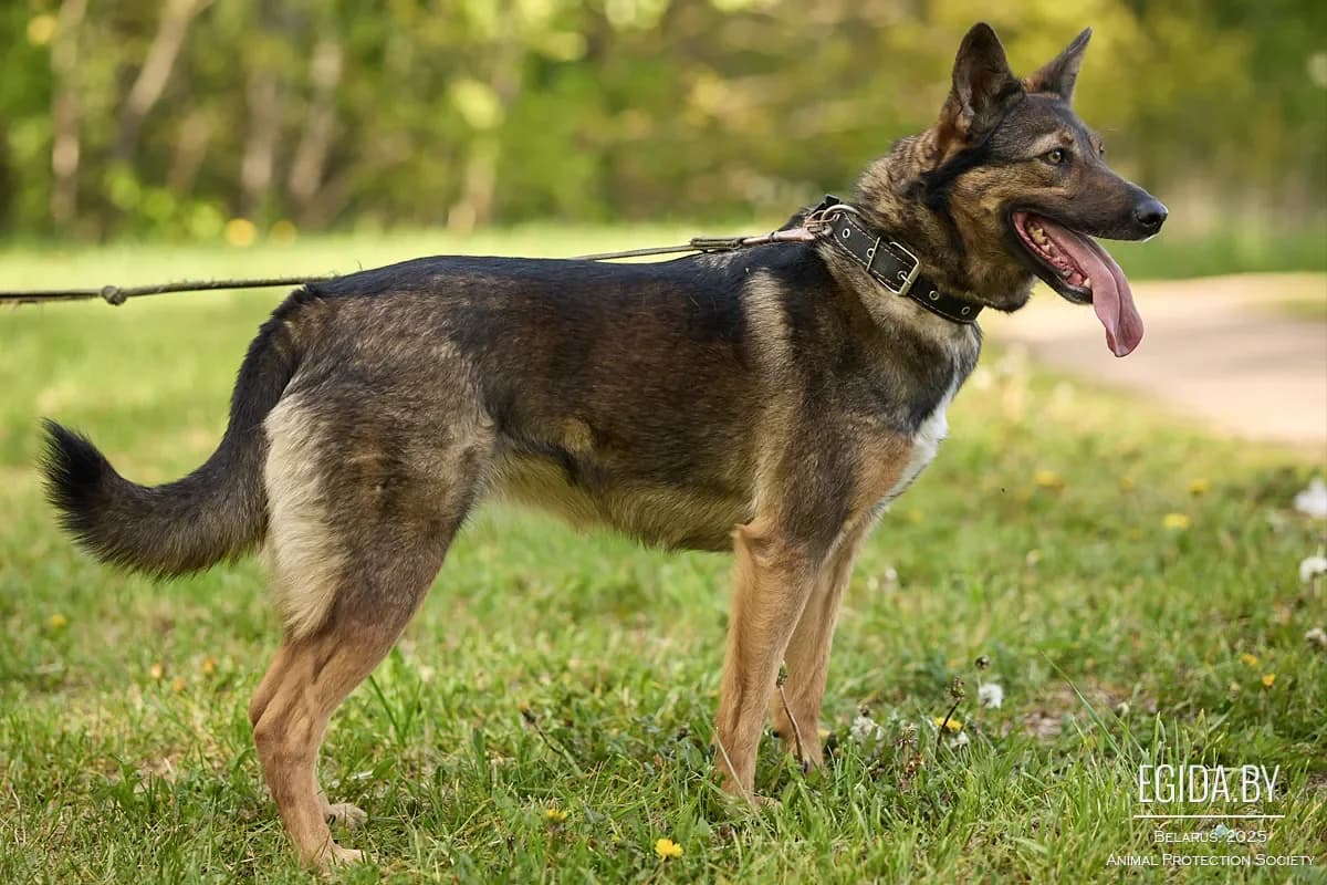 Montana (Монтана), female 4yo Mixed Breed for adoption at Egida Animal Shelter (Belarus), Minsk