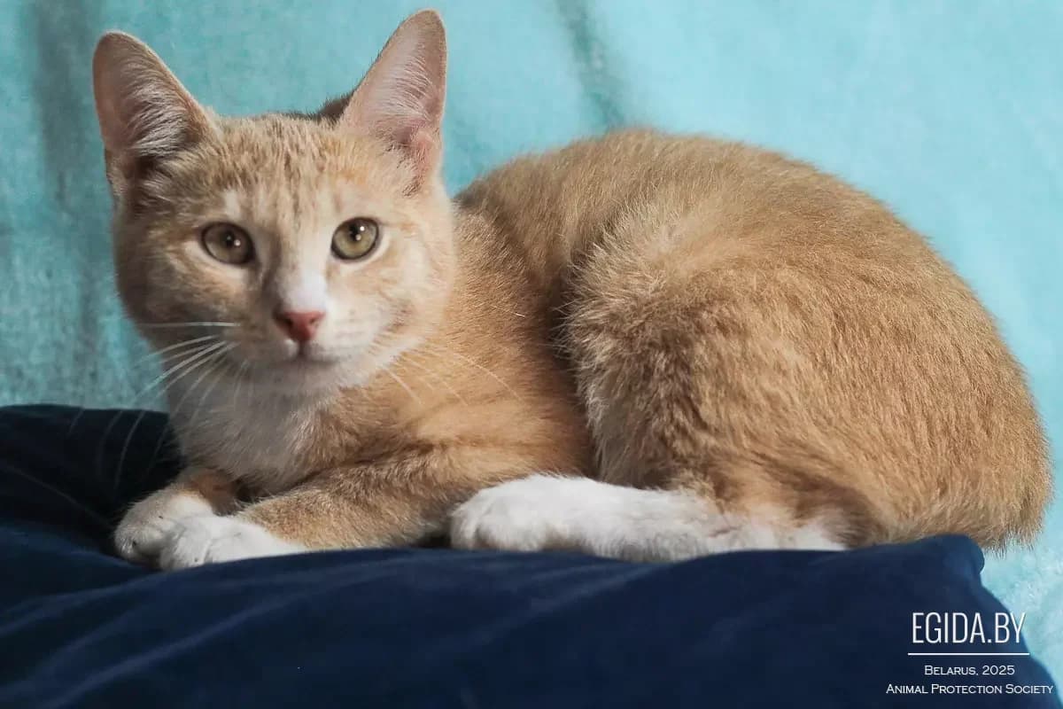 Karamelkin (Карамелькин), male 3yo Mixed Breed for adoption at Egida Animal Shelter (Belarus), Minsk