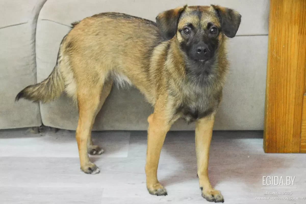 Gerda (Герда), female senior Mixed Breed for adoption at Egida Animal Shelter (Belarus), Minsk