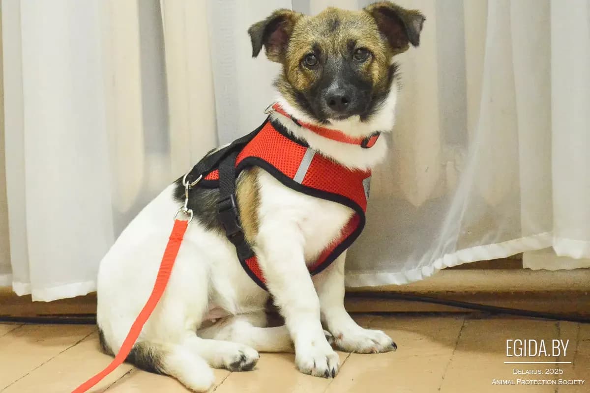 Peppi (Пеппи), female 4yo Mixed Breed for adoption at Egida Animal Shelter (Belarus), Minsk