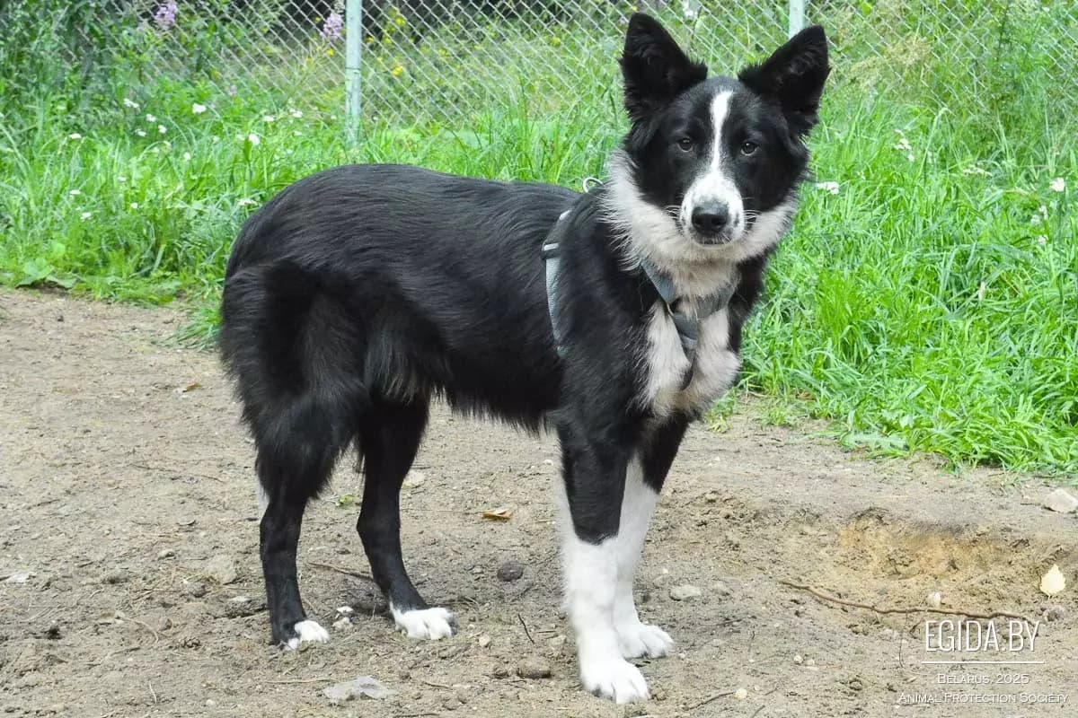 Nayk (Найк), male 6yo Mixed Breed for adoption at Egida Animal Shelter (Belarus), Minsk
