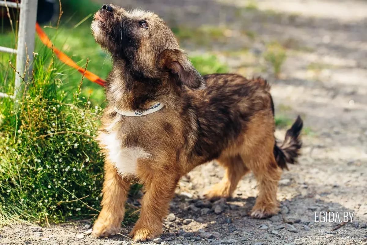 Dzhek (Джек), male 6yo Mixed Breed for adoption at Egida Animal Shelter (Belarus), Minsk