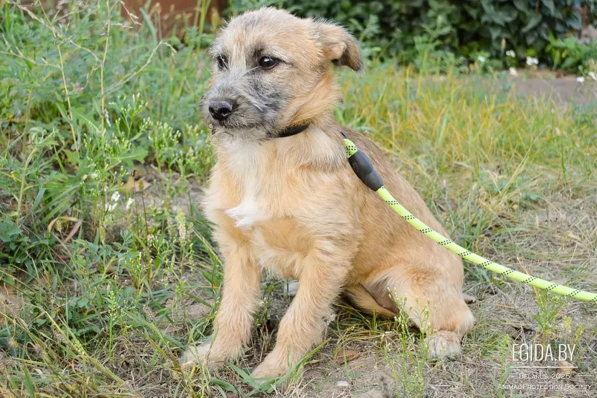 Freddi (Фредди), male 6yo Mixed Breed for adoption at Egida Animal Shelter (Belarus), Minsk