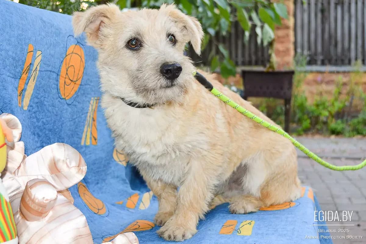 Sanni (Санни), male 6yo Mixed Breed for adoption at Egida Animal Shelter (Belarus), Minsk
