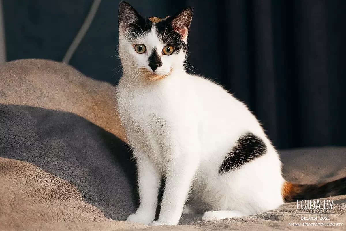 Lambochka (Ламбочка), female 6yo Mixed Breed for adoption at Egida Animal Shelter (Belarus), Minsk