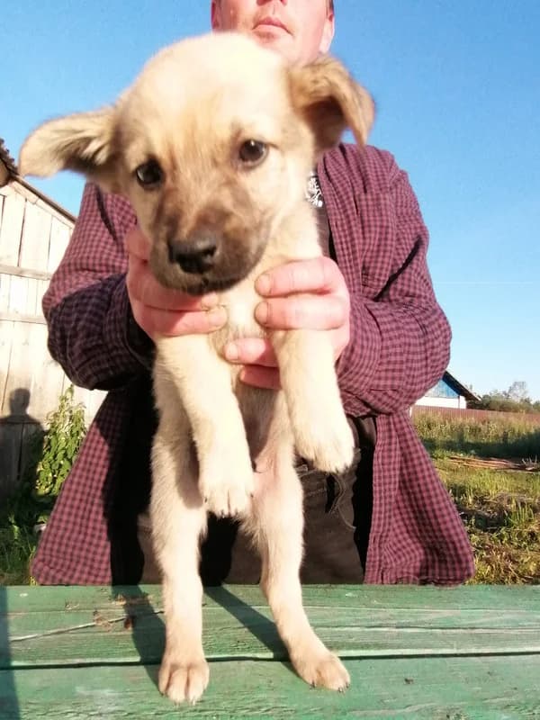 #1, female mixed breed for adoption at HelpSafe