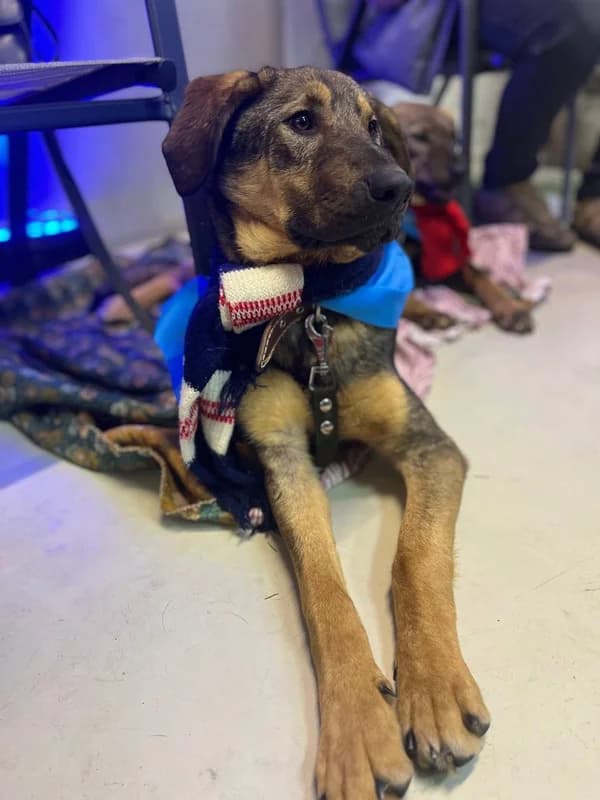 Don (Don) (Don (Дон)), male puppy mixed breed for adoption at HelpSafe