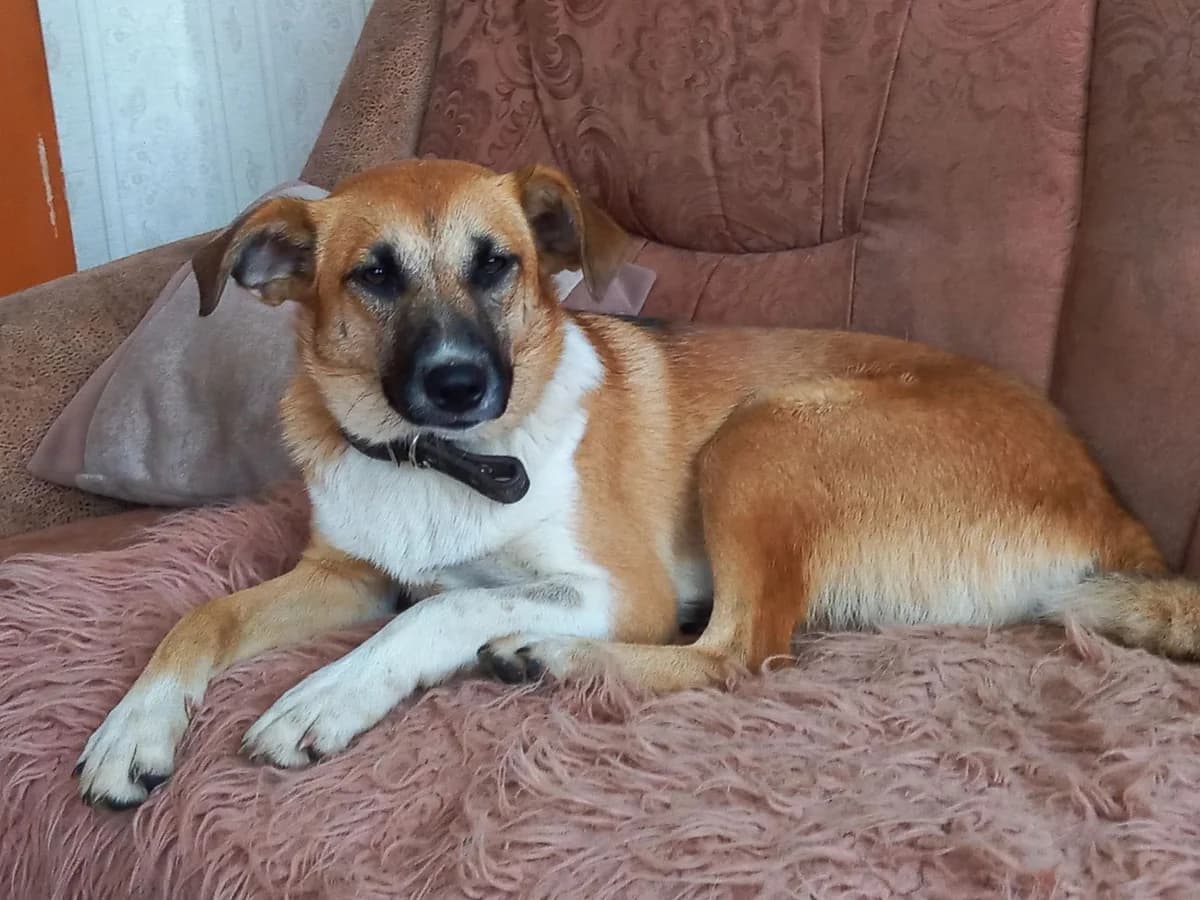 Lari (Lari) (Lari (Лари)), female puppy mixed breed for adoption at HelpSafe