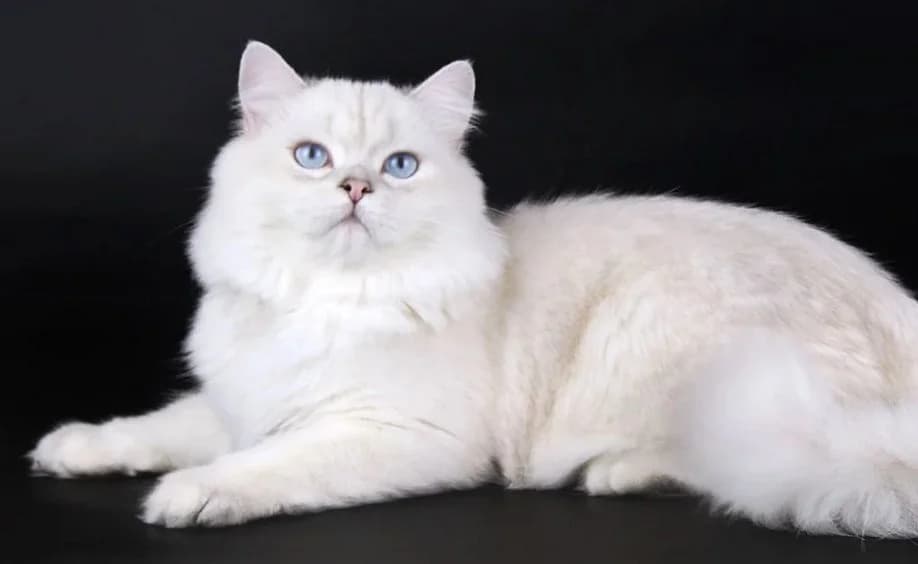 Britanskiy dlinnosherstnyy kotik (Британский длинношерстный котик), male Mixed Breed for adoption at Kotyata Darom, Minsk Region