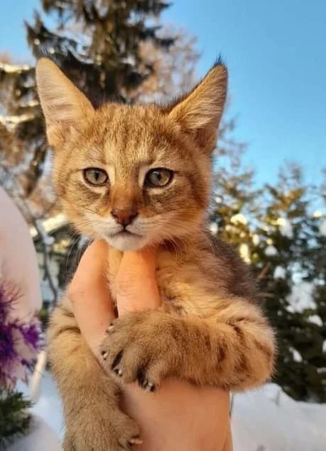 Pitomnik predlagaet kotenka chauzi f1 (Питомник предлагает котенка чаузи ф1), Mixed Breed (Kotyata Darom)