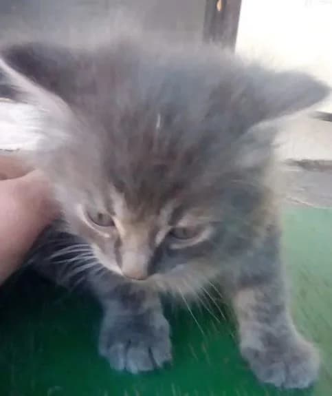 Kotyata v dobrye ruki (Котята в добрые руки),  Mixed Breed for adoption at Kotyata Darom, Minsk Region
