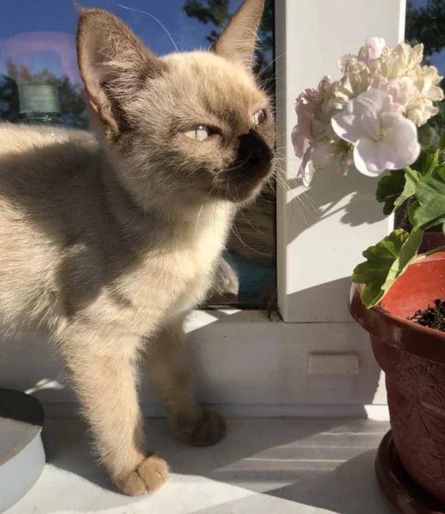 Otdam kotenka siamskogo v dobrye ruki (Отдам котенка сиамского в добрые руки),  Mixed Breed for adoption at Kotyata Darom, Minsk Region