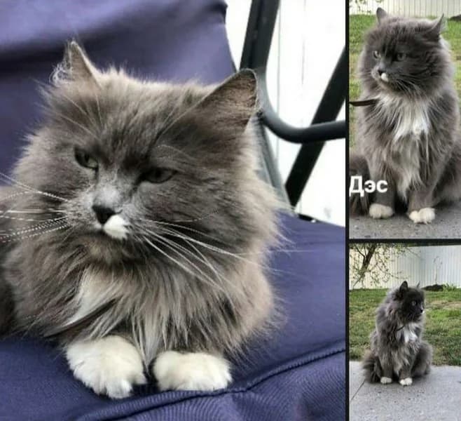 Sibirskaya koshka v dobrye ruki (Сибирская кошка в добрые руки), female Mixed Breed for adoption at Kotyata Darom, Minsk Region
