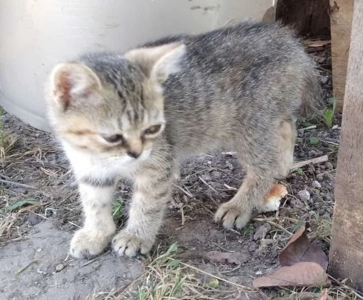 Poluekzoty kotyata (Полуэкзоты котята),  Mixed Breed for adoption at Kotyata Darom, Minsk Region
