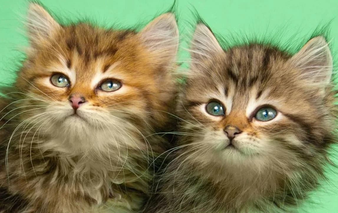 Prodayutsya Ocharovatelnye Sibirskie Kotyata (Продаются Очаровательные Сибирские Котята),  Mixed Breed for adoption at Kotyata Darom, Minsk Region