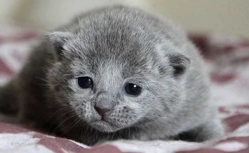 Krasivye russkie golubye kotyata (Красивые русские голубые котята),  Mixed Breed for adoption at Kotyata Darom, Minsk Region
