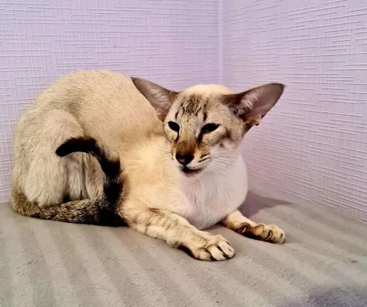 Orientalnaya koshka 10 mesyatsev devochka (Ориентальная кошка 10 месяцев девочка), female Mixed Breed for adoption at Kotyata Darom, Minsk Region