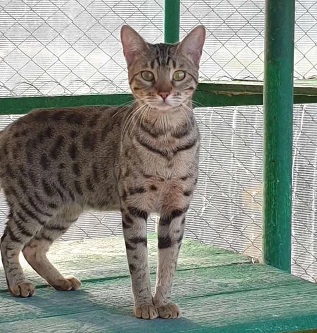Savanna f4 devochka (Саванна ф4 девочка), female Mixed Breed for adoption at Kotyata Darom, Minsk Region