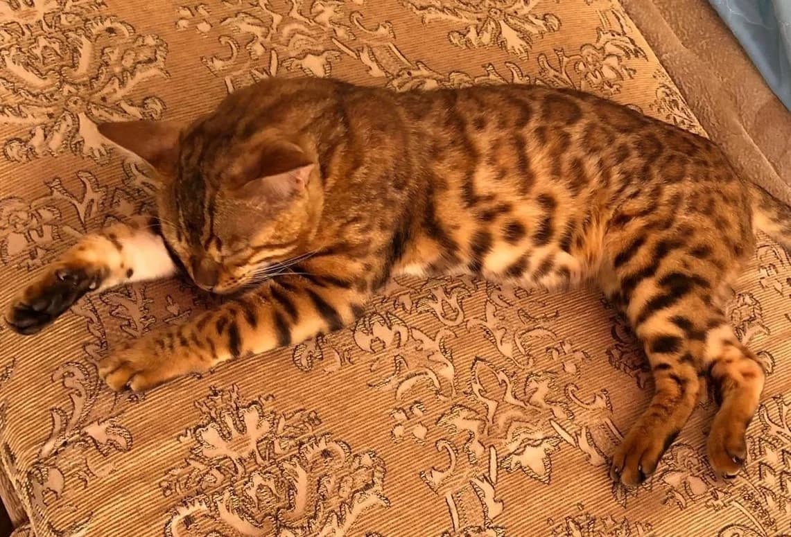 Bengalskiy kot, ishtem podrugu (Бенгальский кот, ищем подругу), male Mixed Breed for adoption at Kotyata Darom, Minsk Region