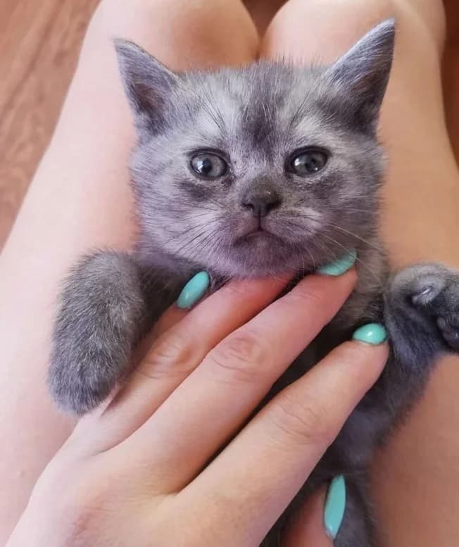 Prodam kotёnka, britantsa, devochka. Rodilas 5 iyulya (Продам котёнка, британца, девочка. Родилась 5, female Mixed Breed for adoption at Kotyata Darom, Minsk Region