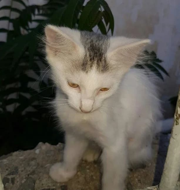 Kotyata Anatoliyskoy porody dlya dobroy dushi (Котята Анатолийской породы для доброй души),  Mixed Breed for adoption at Kotyata Darom, Minsk Region
