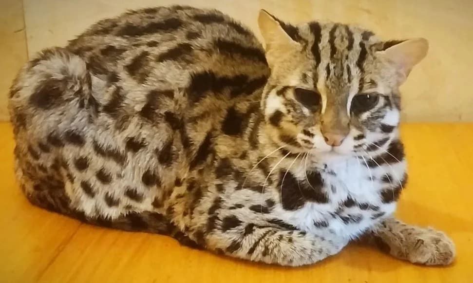 Aziatskiy Leopardovyy Kot. Chistyy ALC (Азиатский Леопардовый Кот. Чистый ALC), male Mixed Breed for adoption at Kotyata Darom, Minsk Region