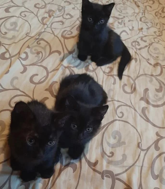 Bombeyskie chernye kotyata (Бомбейские черные котята),  Mixed Breed for adoption at Kotyata Darom, Minsk Region