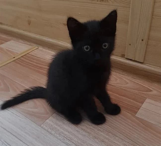 Bombeyskie chernye kotyata 2 mesyatsa (Бомбейские черные котята 2 месяца),  Mixed Breed for adoption at Kotyata Darom, Minsk Region