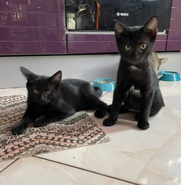 Kotyata 4mes, kak bombeyskie (Котята 4мес, как бомбейские),  Mixed Breed for adoption at Kotyata Darom, Minsk Region