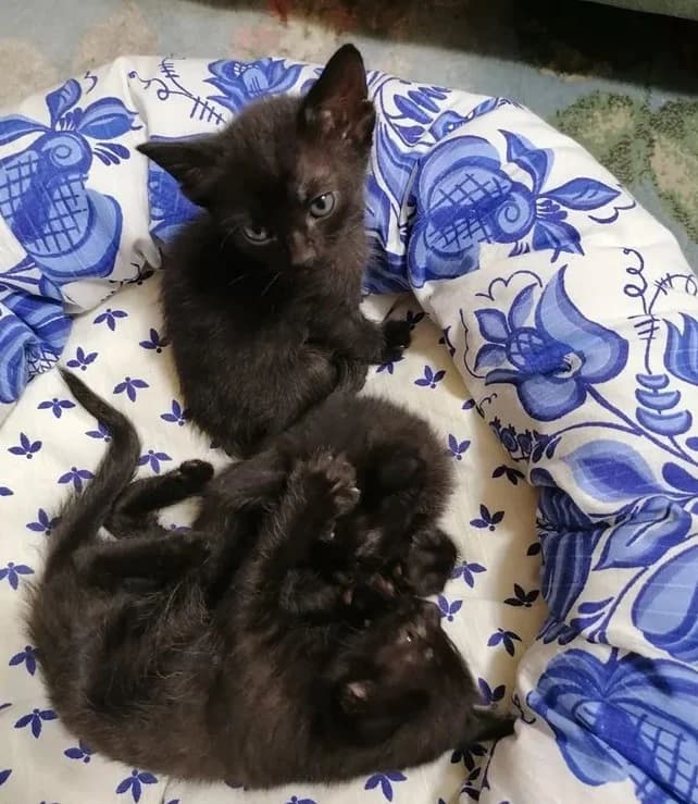 Prodayutsya bombeyskie domashnie kotyata 3,5 mesyatsev (Продаются бомбейские домашние котята 3,5 мес,  Mixed Breed for adoption at Kotyata Darom, Minsk Region