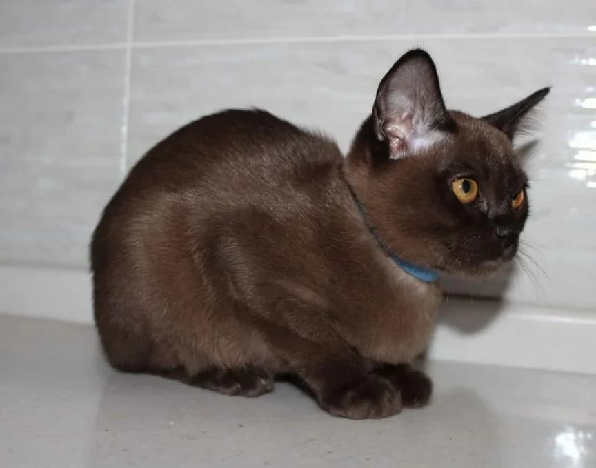 Chistokrovnye Burmanskie kotyata (Чистокровные Бурманские котята),  Mixed Breed for adoption at Kotyata Darom, Minsk Region