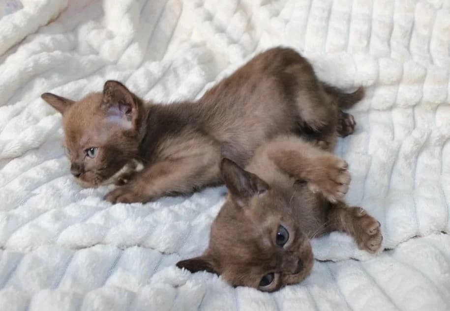 Burmanskie kotyata malchiki i devochki (Бурманские котята мальчики и девочки),  Mixed Breed for adoption at Kotyata Darom, Minsk Region