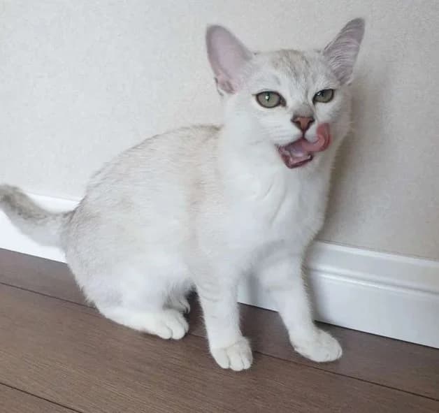 Chistoporodnye kotyata burmilly malchiki i devochki (Чистопородные котята бурмиллы мальчики и девочк,  Mixed Breed for adoption at Kotyata Darom, Minsk Region