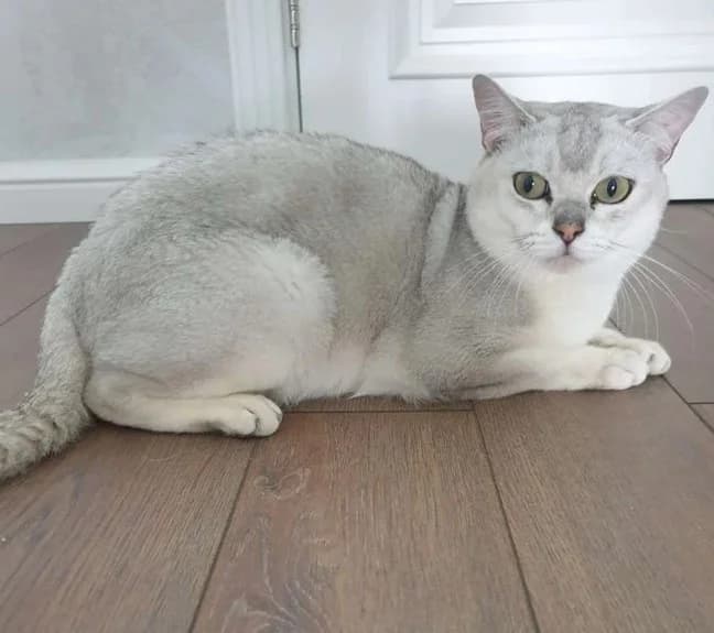 Chistoporodnyy kot burmilla iz pitomnika (Чистопородный кот бурмилла из питомника), male Mixed Breed for adoption at Kotyata Darom, Minsk Region