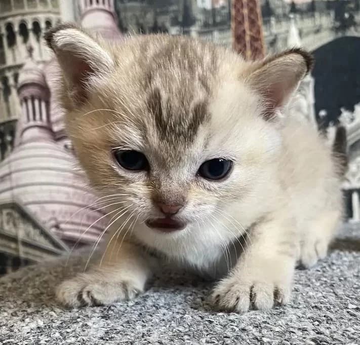 Kotik Burmilla (Котик Бурмилла), male Mixed Breed for adoption at Kotyata Darom, Minsk Region