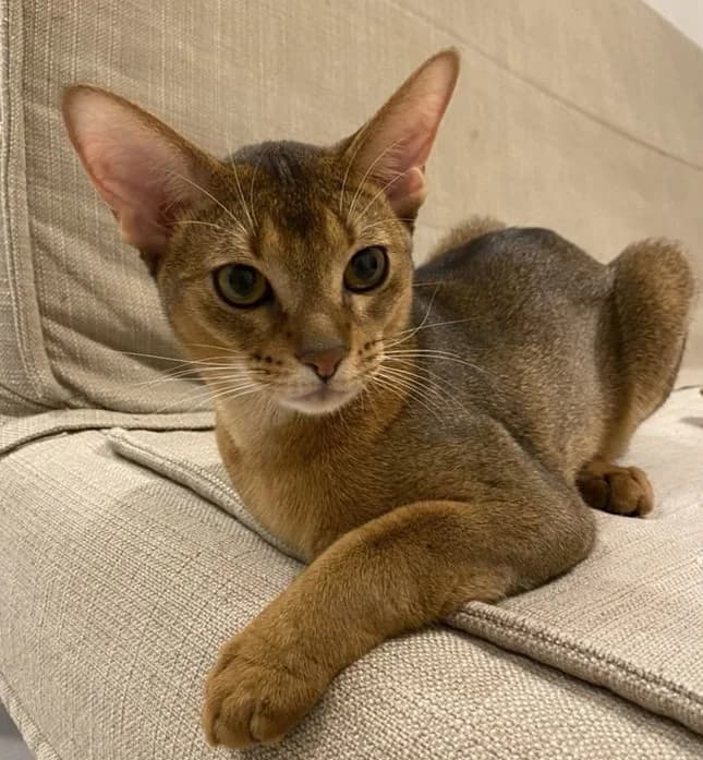Abissinskiy kot vyazka (Абиссинский кот вязка), male Mixed Breed for adoption at Kotyata Darom, Minsk Region