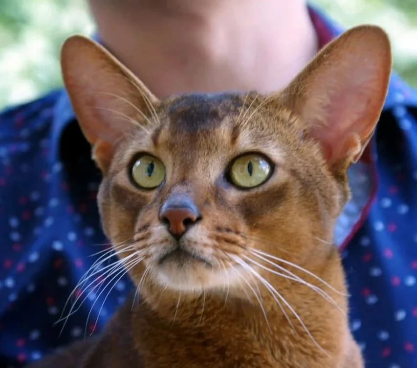 Abissinskiy kot vyazka (Абиссинский кот вязка), male Mixed Breed for adoption at Kotyata Darom, Minsk Region