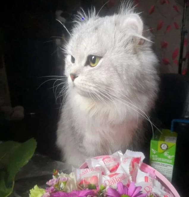 Amerikanskiy kёrl vyazka (Американский кёрл вязка),  Mixed Breed for adoption at Kotyata Darom, Minsk Region