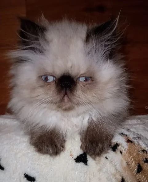 Persy gimalayskie (Персы гималайские),  Mixed Breed for adoption at Kotyata Darom, Minsk Region