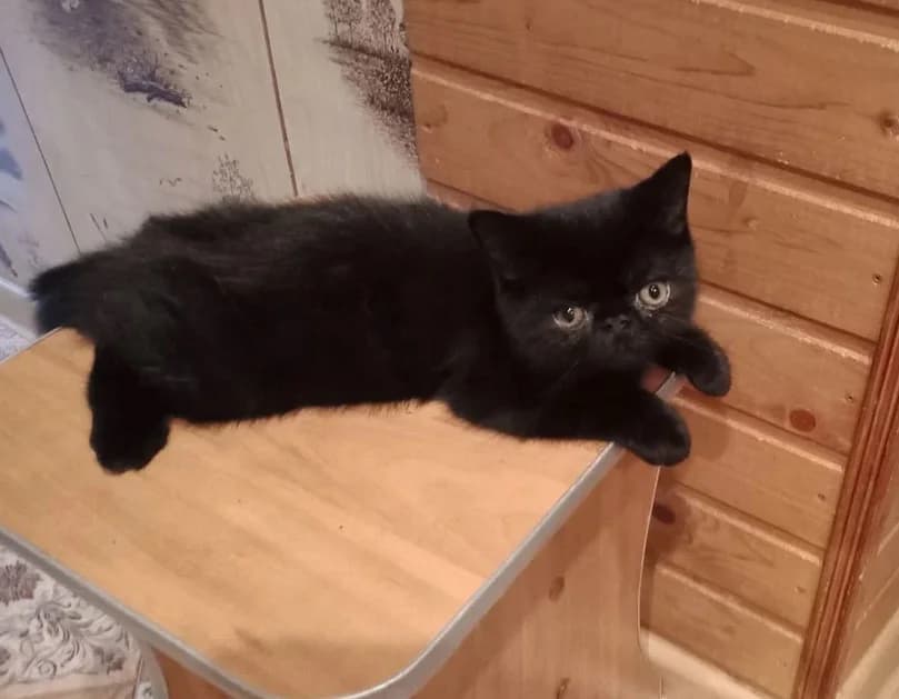 Prodayutsya kotyata persidskie gimalayskie (sil-poynt) (Продаются котята персидские гималайские (сил,  Mixed Breed for adoption at Kotyata Darom, Minsk Region