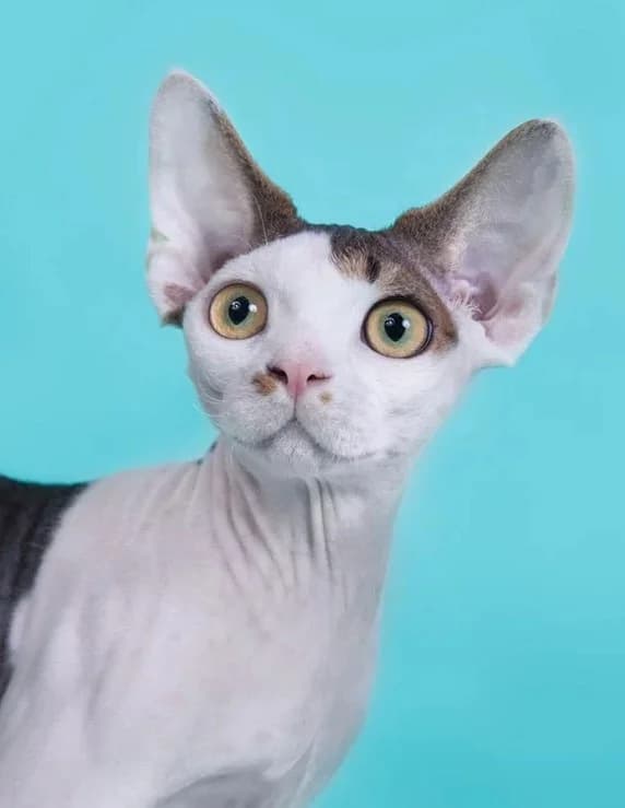Kotik i koshechka porody devon-reks (Котик и кошечка породы девон-рекс), female Mixed Breed for adoption at Kotyata Darom, Minsk Region
