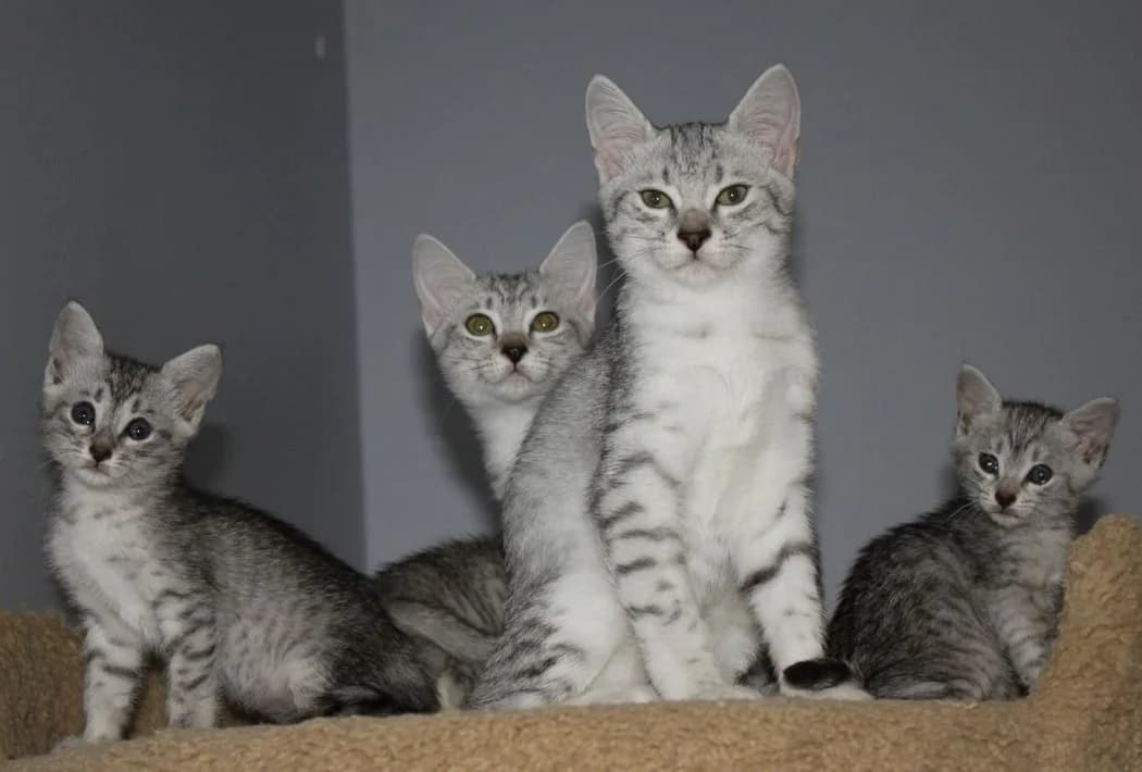 Egipetskaya mau- talisman v dome (Египетская мау- талисман в доме),  Mixed Breed for adoption at Kotyata Darom, Minsk Region