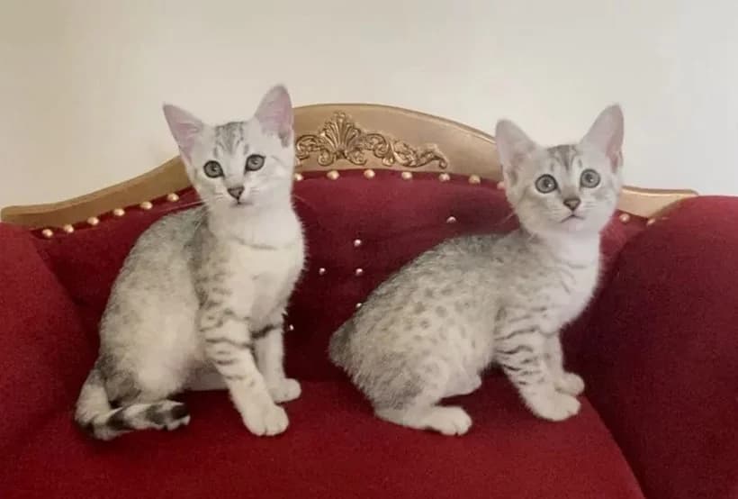 Egipetskaya mau kotyata Aglaya i Archi (Египетская мау котята Аглая и Арчи),  Mixed Breed for adoption at Kotyata Darom, Minsk Region