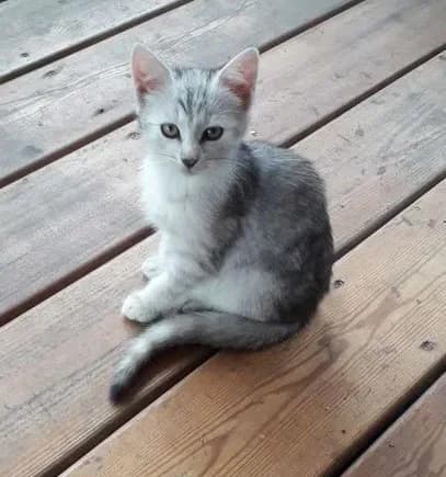 Otdayu besplatno kotenka - 2,5 mesyatsa (Отдаю бесплатно котенка - 2,5 месяца),  Mixed Breed for adoption at Kotyata Darom, Minsk Region