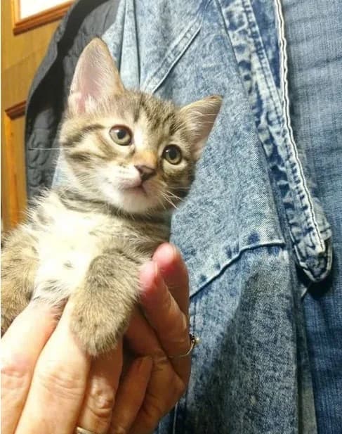 Umnyy Kotenok 2 mesyatsa ot Kaliforniyskoy siyayushtey (Умный Котенок 2 месяца от Калифорнийской сия,  Mixed Breed for adoption at Kotyata Darom, Minsk Region